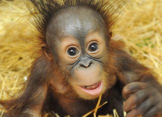Orangutani dojijo kar 8 let!